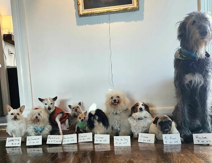 Retiree Is On A Mission To Give Loving Home Exclusively To Senior Dogs In Need Retiree Is On A Mission To Give Loving Home Exclusively To Senior Dogs In Need