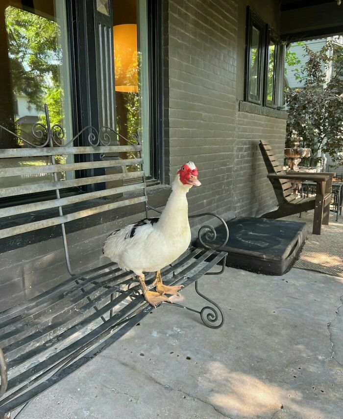 Retiree Is On A Mission To Give Loving Home Exclusively To Senior Dogs In Need Retiree Is On A Mission To Give Loving Home Exclusively To Senior Dogs In Need