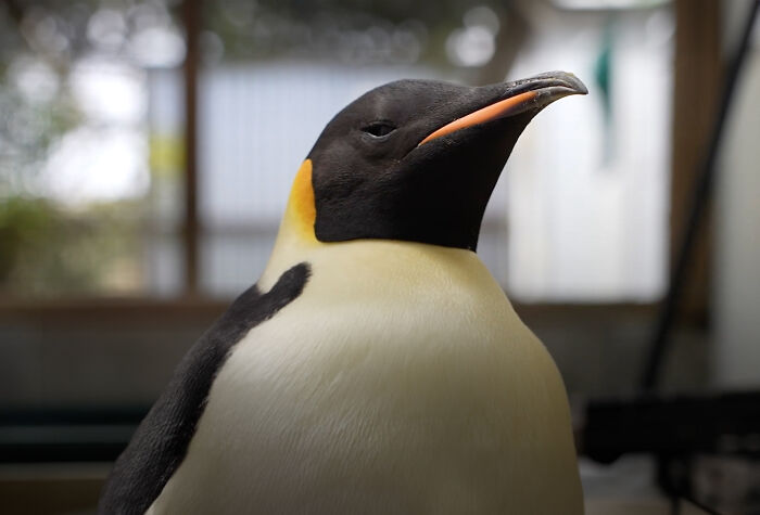 Emperor Penguin Travels Over 2,000 Miles For An Adventure Of A Lifetime Emperor Penguin Travels Over 2,000 Miles For An Adventure Of A Lifetime