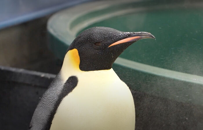 Emperor Penguin Travels Over 2,000 Miles For An Adventure Of A Lifetime Emperor Penguin Travels Over 2,000 Miles For An Adventure Of A Lifetime