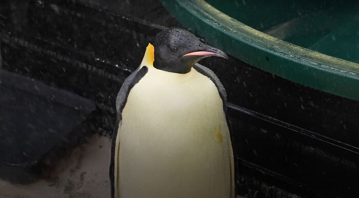 Emperor Penguin Travels Over 2,000 Miles For An Adventure Of A Lifetime Emperor Penguin Travels Over 2,000 Miles For An Adventure Of A Lifetime