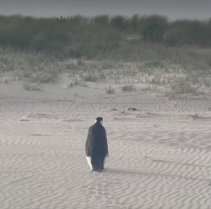 Emperor Penguin Travels Over 2,000 Miles For An Adventure Of A Lifetime Emperor Penguin Travels Over 2,000 Miles For An Adventure Of A Lifetime