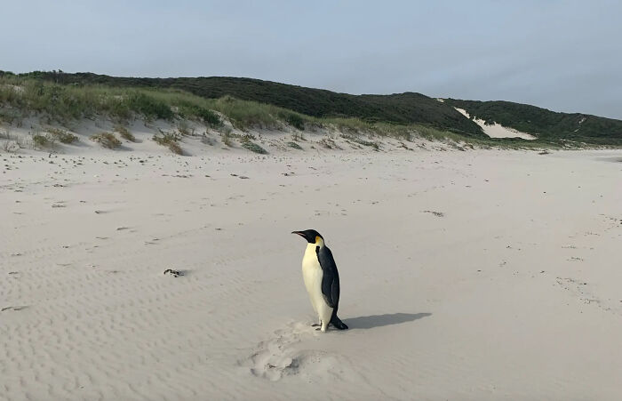 Emperor Penguin Travels Over 2,000 Miles For An Adventure Of A Lifetime Emperor Penguin Travels Over 2,000 Miles For An Adventure Of A Lifetime