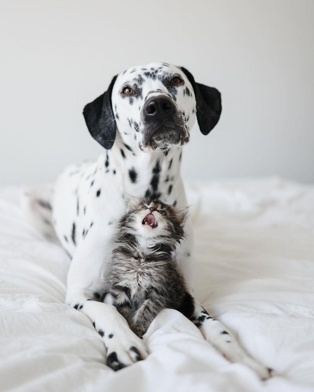 Woman Let Her Dalmatian Keep A Foster Kitten And It Resulted In The Most Beautiful Friendship Woman Let Her Dalmatian Keep A Foster Kitten And It Resulted In The Most Beautiful Friendship