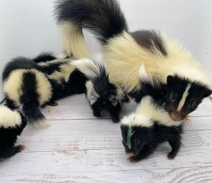 Injured Mama Skunk Ends Up Adopting An Orphan, The Next Day The Rescue Team Finds Her Babies Injured Mama Skunk Ends Up Adopting An Orphan, The Next Day The Rescue Team Finds Her Babies