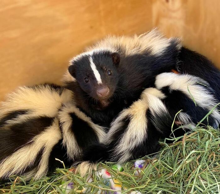 Injured Mama Skunk Ends Up Adopting An Orphan, The Next Day The Rescue Team Finds Her Babies Injured Mama Skunk Ends Up Adopting An Orphan, The Next Day The Rescue Team Finds Her Babies