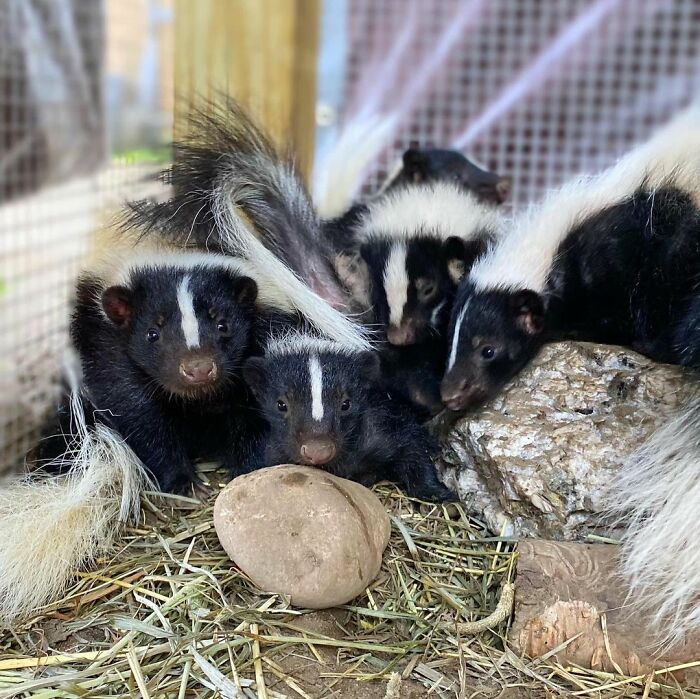 Injured Mama Skunk Ends Up Adopting An Orphan, The Next Day The Rescue Team Finds Her Babies Injured Mama Skunk Ends Up Adopting An Orphan, The Next Day The Rescue Team Finds Her Babies