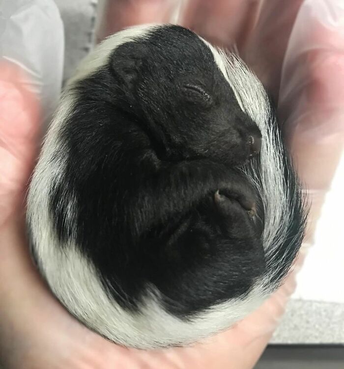 Injured Mama Skunk Ends Up Adopting An Orphan, The Next Day The Rescue Team Finds Her Babies Injured Mama Skunk Ends Up Adopting An Orphan, The Next Day The Rescue Team Finds Her Babies
