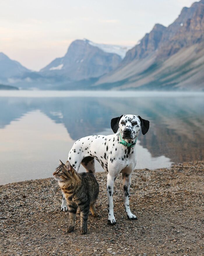 Woman Let Her Dalmatian Keep A Foster Kitten And It Resulted In The Most Beautiful Friendship Woman Let Her Dalmatian Keep A Foster Kitten And It Resulted In The Most Beautiful Friendship