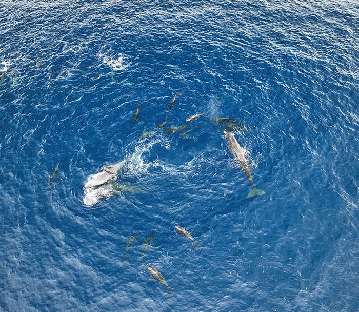 AI Is Translating Whale Language, Which May Help Us Communicate With Extraterrestrials One Day AI Is Translating Whale Language, Which May Help Us Communicate With Extraterrestrials One Day