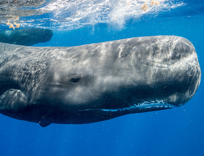 AI Is Translating Whale Language, Which May Help Us Communicate With Extraterrestrials One Day AI Is Translating Whale Language, Which May Help Us Communicate With Extraterrestrials One Day