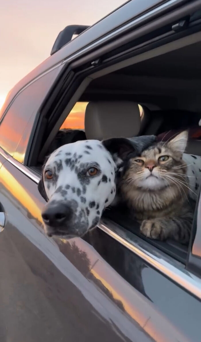 Woman Let Her Dalmatian Keep A Foster Kitten And It Resulted In The Most Beautiful Friendship Woman Let Her Dalmatian Keep A Foster Kitten And It Resulted In The Most Beautiful Friendship
