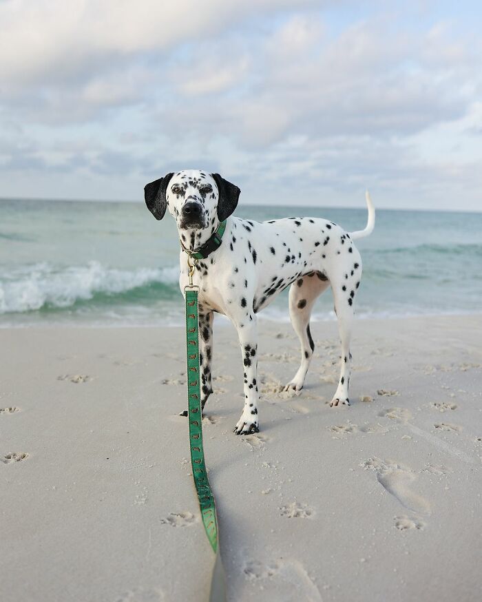 Woman Let Her Dalmatian Keep A Foster Kitten And It Resulted In The Most Beautiful Friendship Woman Let Her Dalmatian Keep A Foster Kitten And It Resulted In The Most Beautiful Friendship