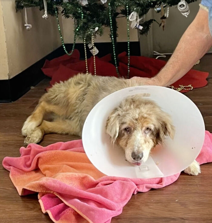 Texas Dog Who Was Missing For 7 Years Was Found Abandoned In Florida, Barely Able To Walk Texas Dog Who Was Missing For 7 Years Was Found Abandoned In Florida, Barely Able To Walk