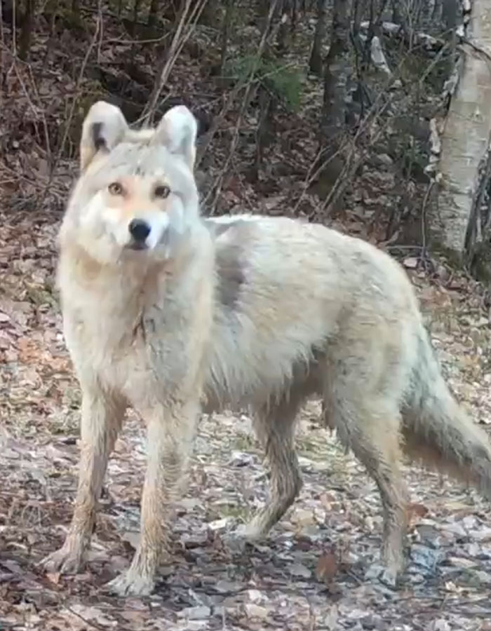 "A Rare Hybrid": Stunned Experts Try To Identify Mysterious "Coyote-Dog" Caught On Camera "A Rare Hybrid": Stunned Experts Try To Identify Mysterious "Coyote-Dog" Caught On Camera