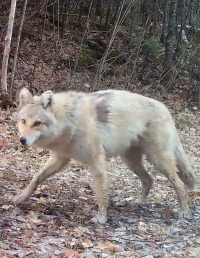 "A Rare Hybrid": Stunned Experts Try To Identify Mysterious "Coyote-Dog" Caught On Camera "A Rare Hybrid": Stunned Experts Try To Identify Mysterious "Coyote-Dog" Caught On Camera