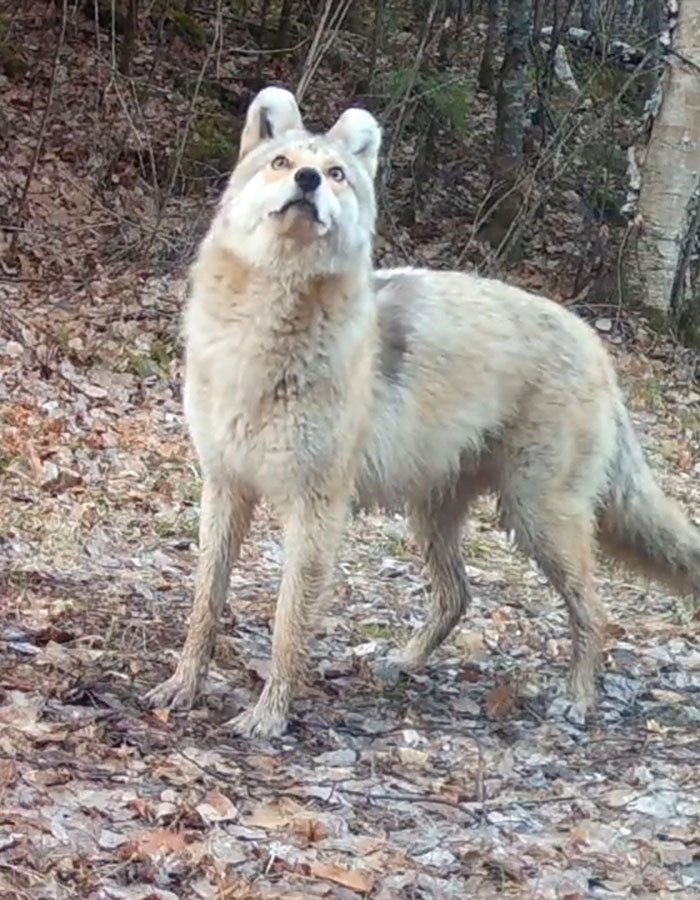 "A Rare Hybrid": Stunned Experts Try To Identify Mysterious "Coyote-Dog" Caught On Camera "A Rare Hybrid": Stunned Experts Try To Identify Mysterious "Coyote-Dog" Caught On Camera