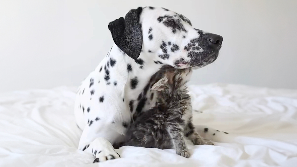 Woman Let Her Dalmatian Keep A Foster Kitten And It Resulted In The Most Beautiful Friendship