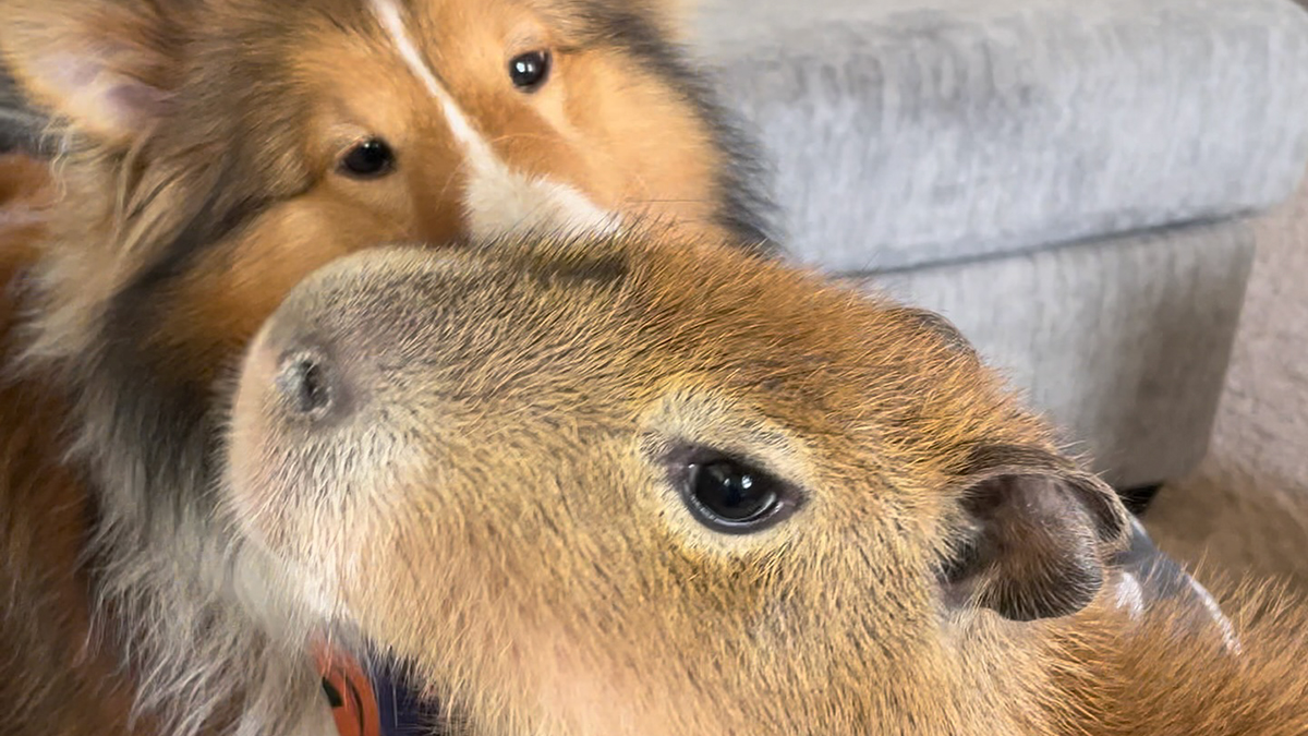 This Astoundingly Adorable Capybara Named Pumpkin Is Melting Hearts All Over The Internet