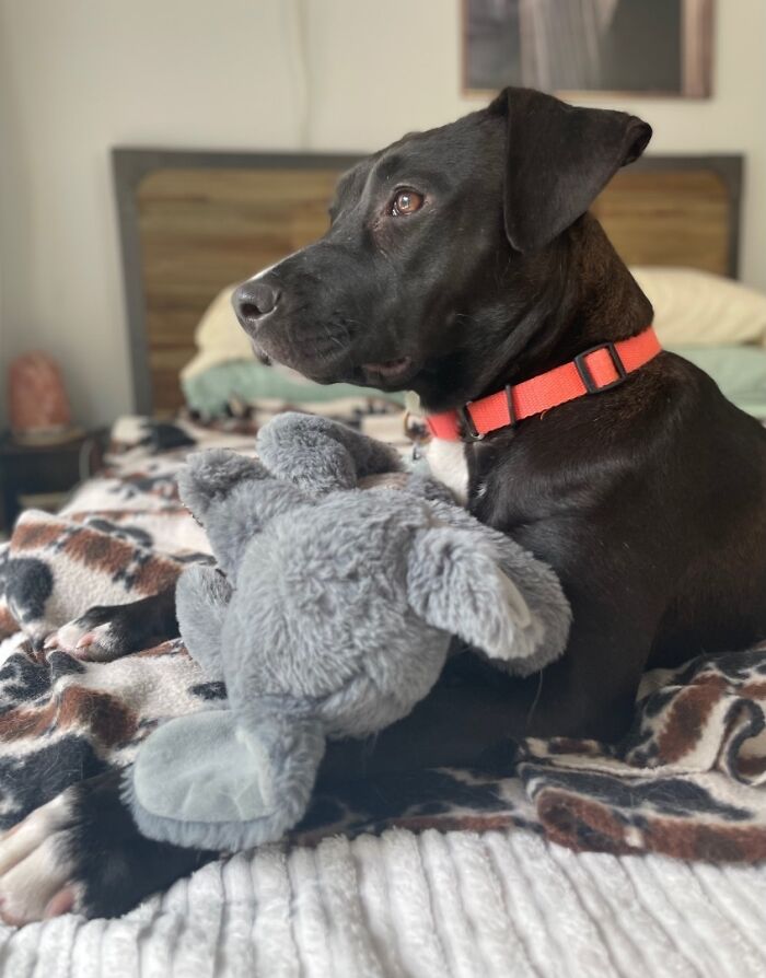 Meet Anna, Probably The World’s Loneliest Foster Dog, Who Has Had Her Heart Broken For The 8th Time Meet Anna, Probably The World’s Loneliest Foster Dog, Who Has Had Her Heart Broken For The 8th Time