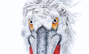 Birds Of Finland: 60 Stunning Images By Photographer Tom Nickels