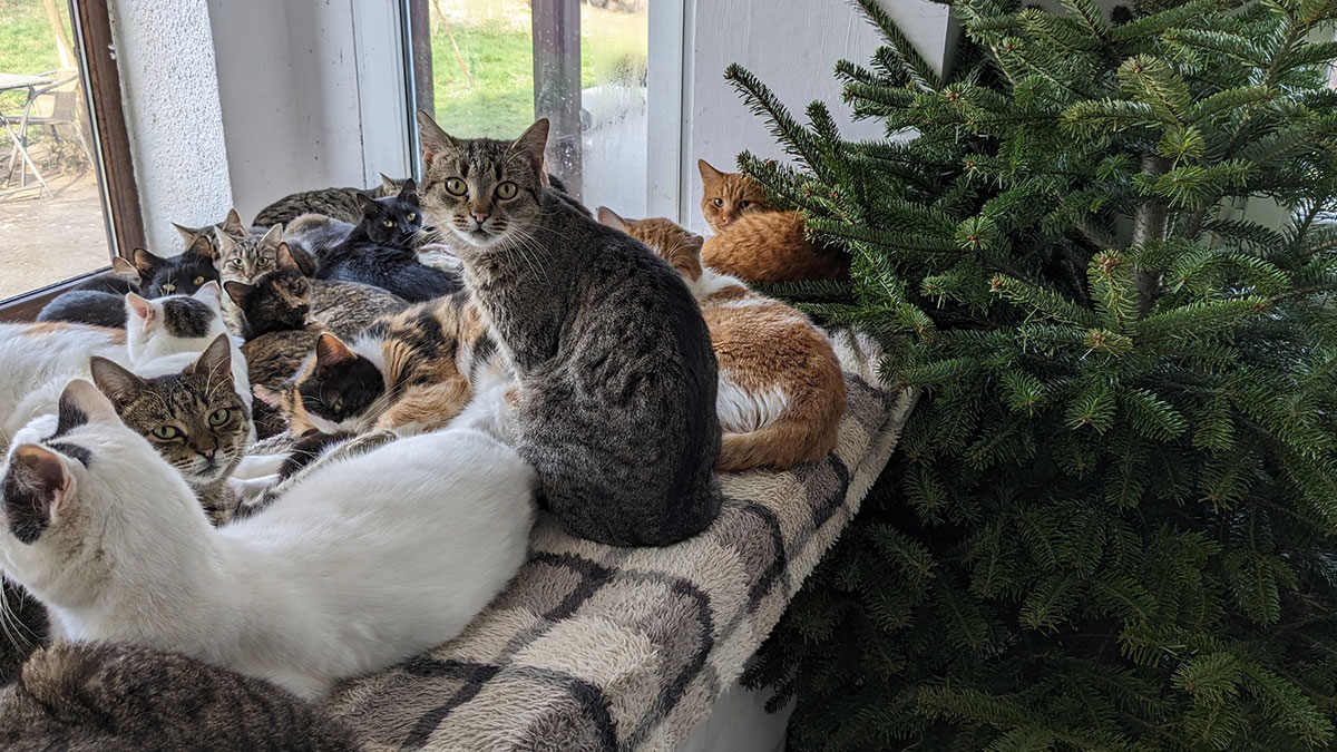 We Are Operating Romania’s Largest Shelter With Over 350 Cats, And We Are In Desperate Need Of Help