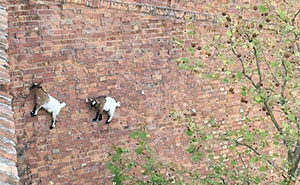 47 De las mejores fotos de animales haciendo lo que les da la gana 47 De las mejores fotos de animales haciendo lo que les da la gana