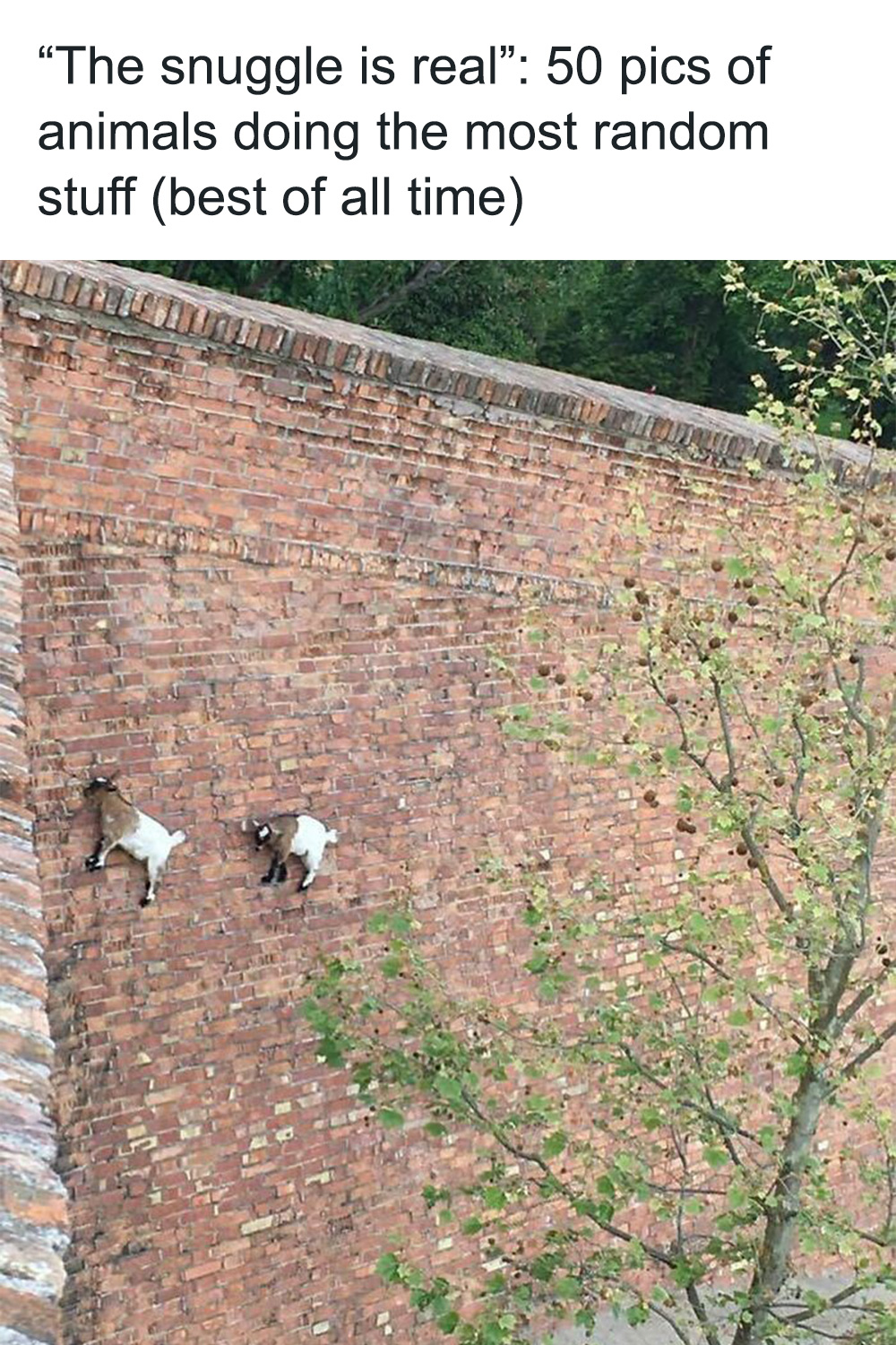 “The Snuggle Is Real”: 50 Pics Of Animals Doing The Most Random Stuff (Best Of All Time)