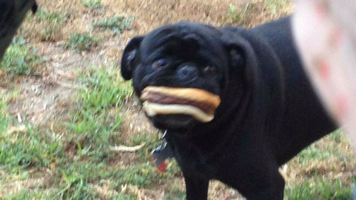 30 Times People Took A Pic Of A Dog And Got A Blurry But Hilarious Result