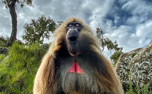 67 Incredible Shots By Indian Wildlife Photographer, Varun Aditya