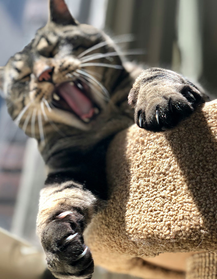 Man Passes Away After Being Scratched By His "Kind And Harmless" Cat Man Passes Away After Being Scratched By His "Kind And Harmless" Cat