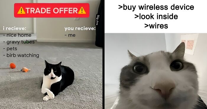 “For The Kitty In U”: 109 Adorable And Relatable Cat Memes