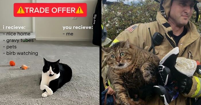 “For The Kitty In U”: 109 Adorable And Relatable Cat Memes
