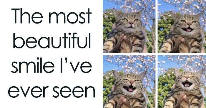 “For The Kitty In U”: 109 Adorable And Relatable Cat Memes