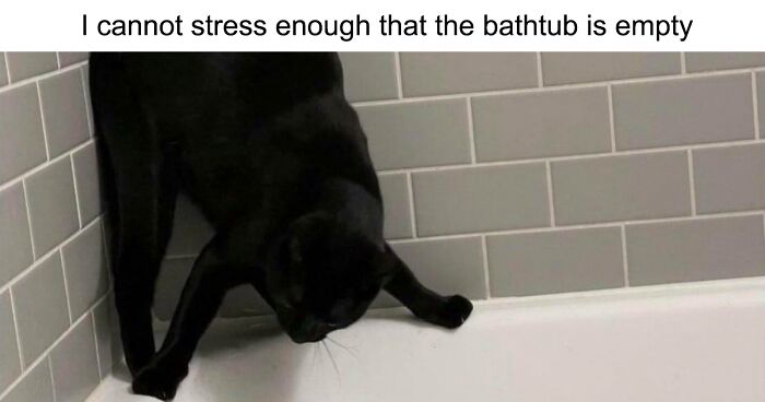 “For The Kitty In U”: 109 Adorable And Relatable Cat Memes