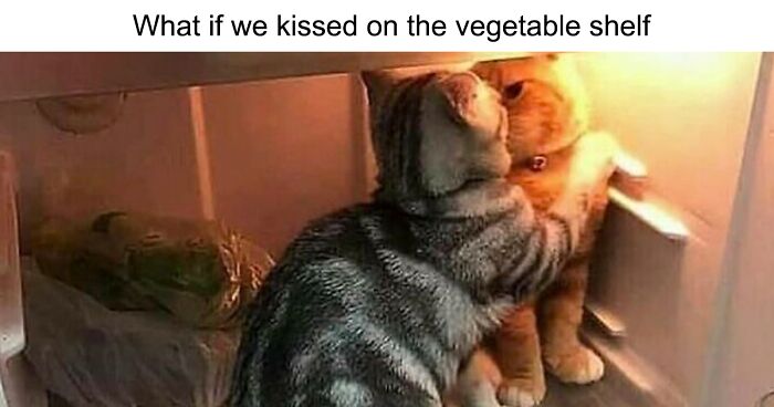 “For The Kitty In U”: 109 Adorable And Relatable Cat Memes