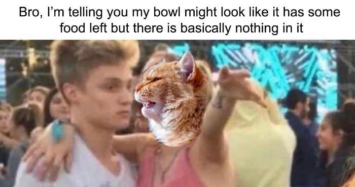 “For The Kitty In U”: 109 Adorable And Relatable Cat Memes