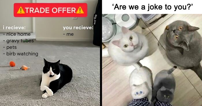 “For The Kitty In U”: 109 Adorable And Relatable Cat Memes