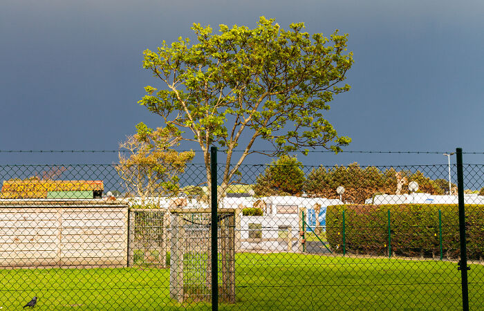 I Spent 4 Years Photographing This Tree