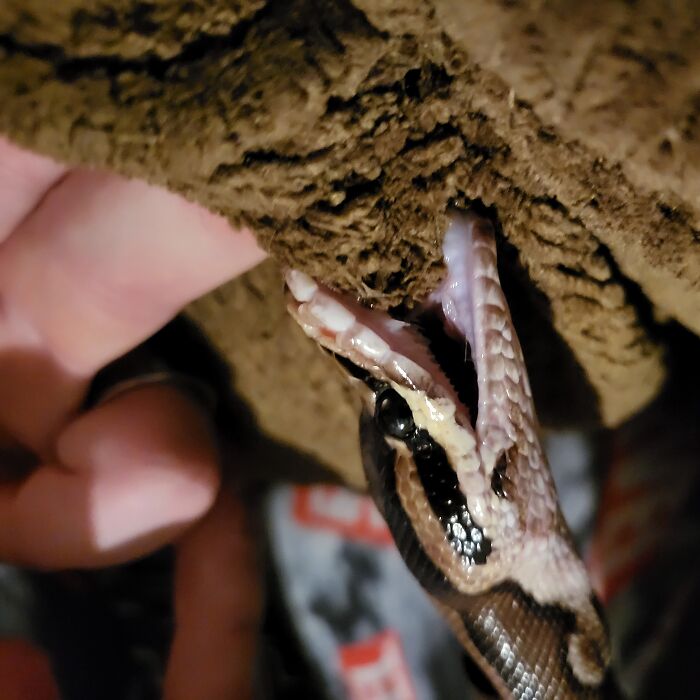 Hey Pandas, Share Non-Furry Pet Funnies (Closed)