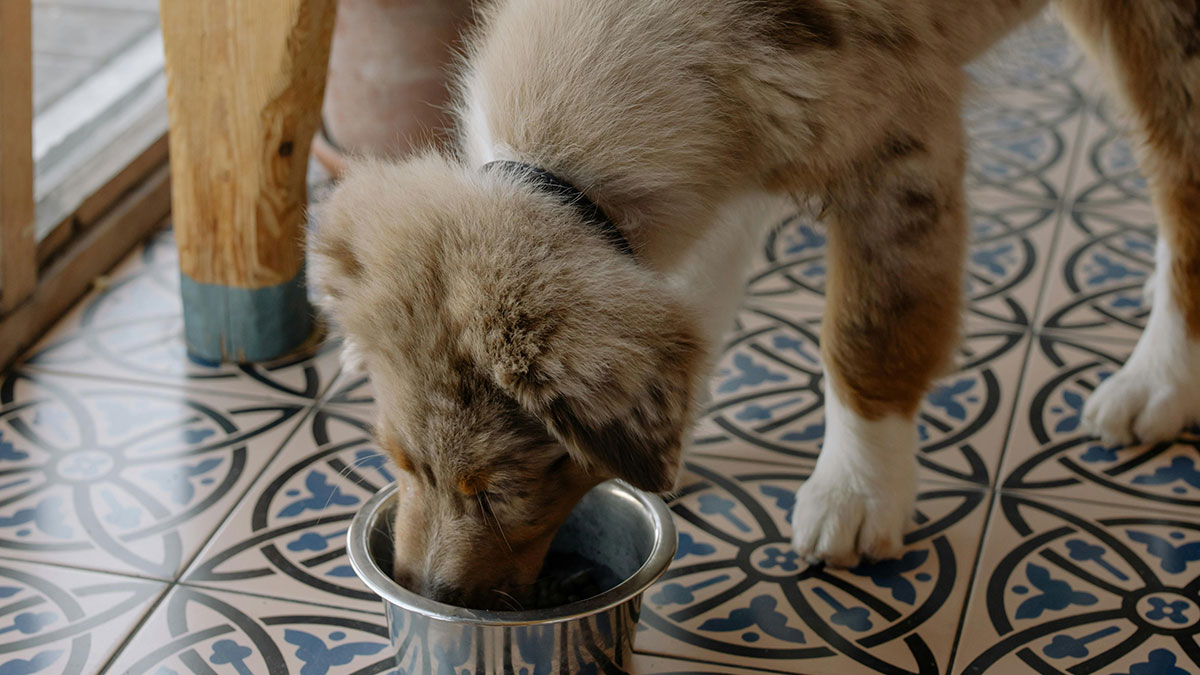 Woman Lets Lunch-Stealing Coworkers Eat Dog Food For 6 Months, Proudly Announces It During A Meeting