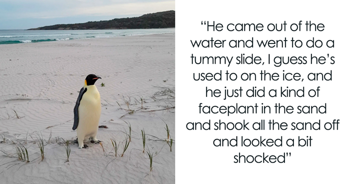 Emperor Penguin Travels Over 2,000 Miles For An Adventure Of A Lifetime