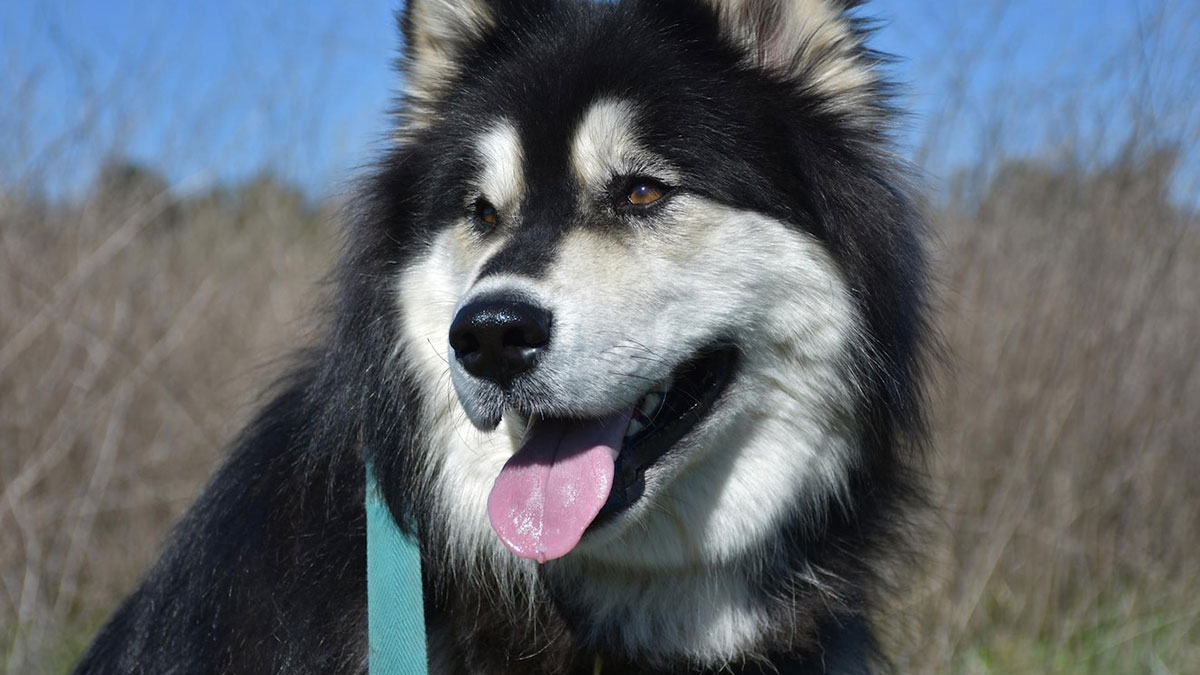 Woman Stuck With Ex’s Massive Dog As He Goes Abroad, Starts Calling Shelters To Get Rid Of It