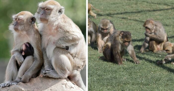 43 Monkeys Escape Research Facility, Police Issue Strict Warning: “They Don’t Belong To You”