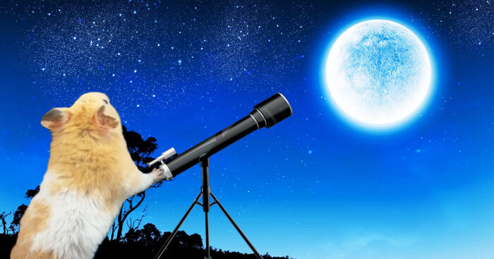 I Made This Moon Maze For My Hamster