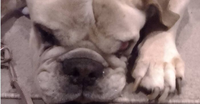 Hey Pandas, Show Your Pet Or Pets To Us! (Closed)