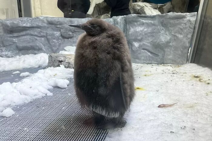 Pesto, The Viral Penguin, Is About To Lose All His Fluff And Become A Full-Fledged King Penguin Pesto, The Viral Penguin, Is About To Lose All His Fluff And Become A Full-Fledged King Penguin