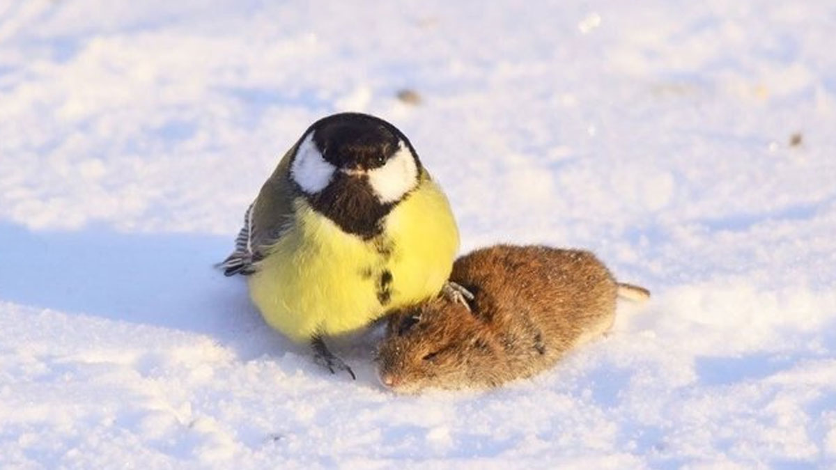 50 Times Birds Were Perfect Material For Memes