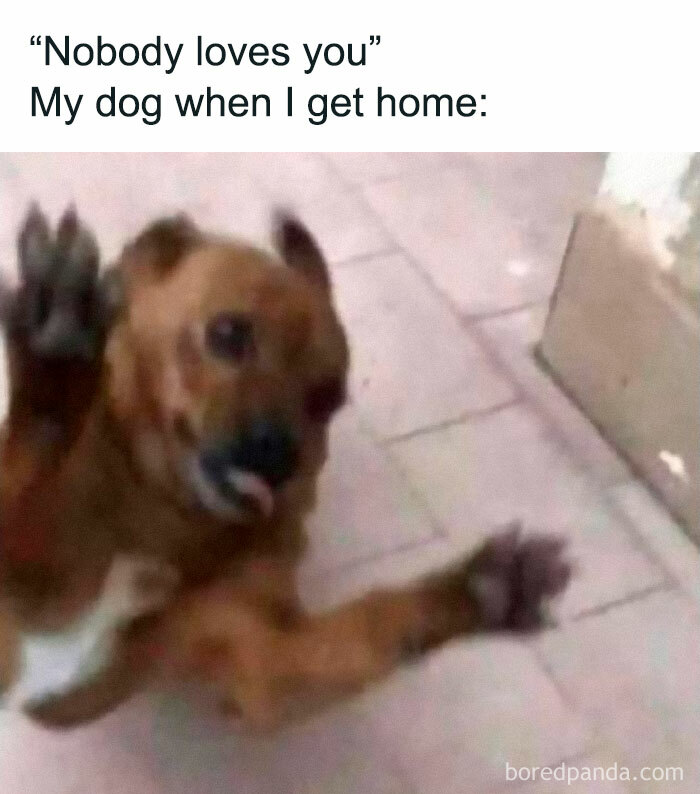 50 Dog Memes That Are Adorable And Funny At The Same 