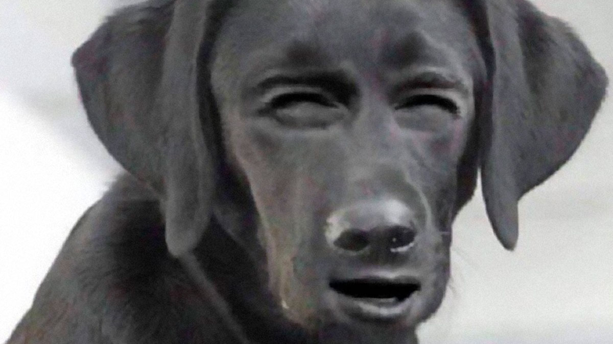 50 Dog Memes That Are Adorable And Funny At The Same Time Bored Panda